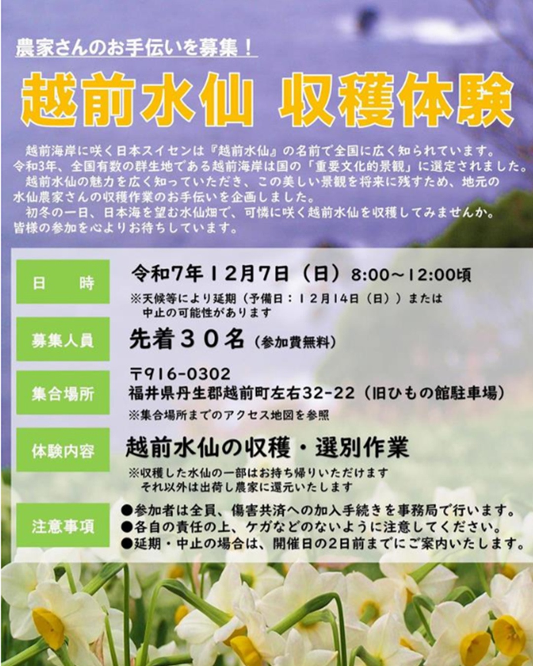 【越前町エリア】越前水仙収穫体験